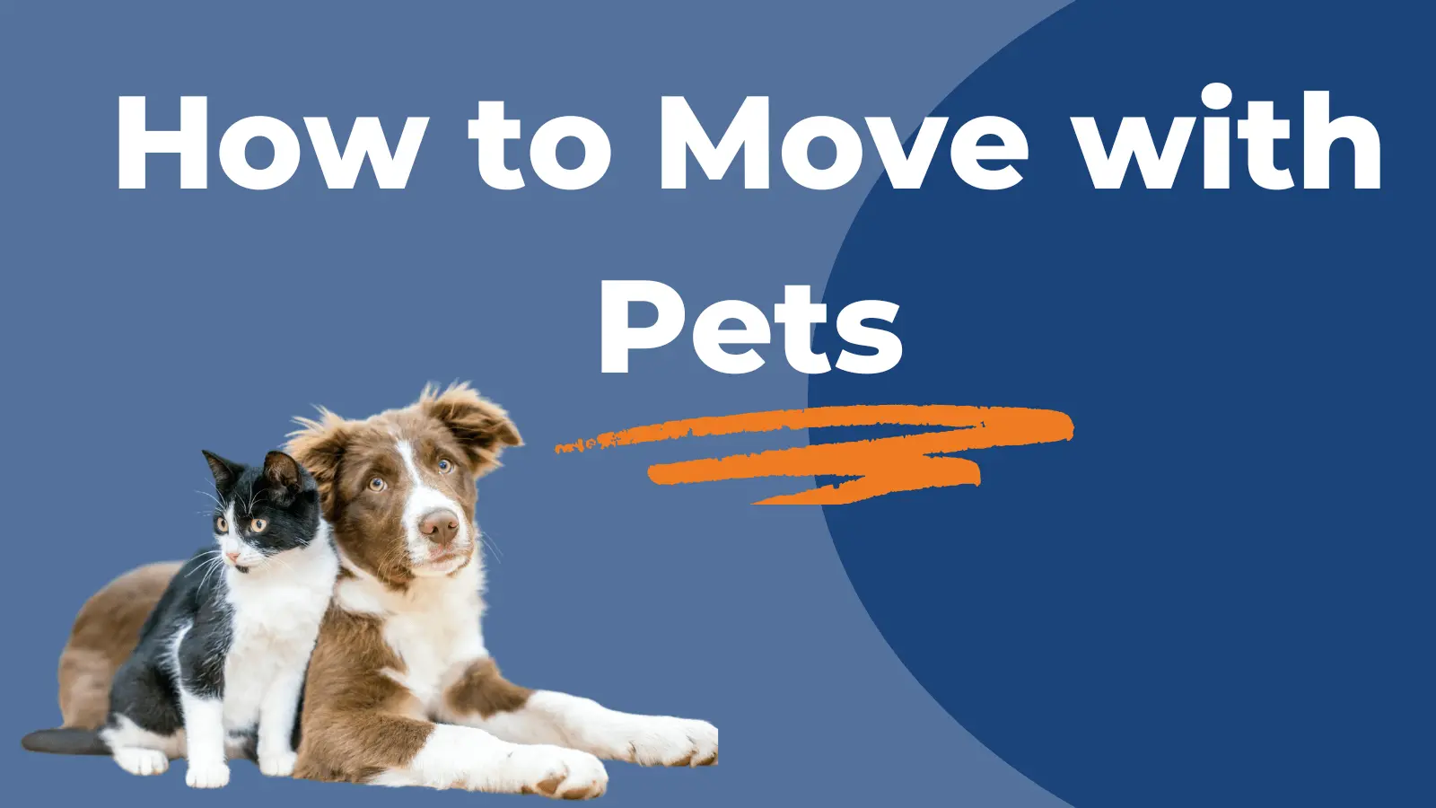 Planning a Move with Pets? Our Guide to a Stress-Free Transition